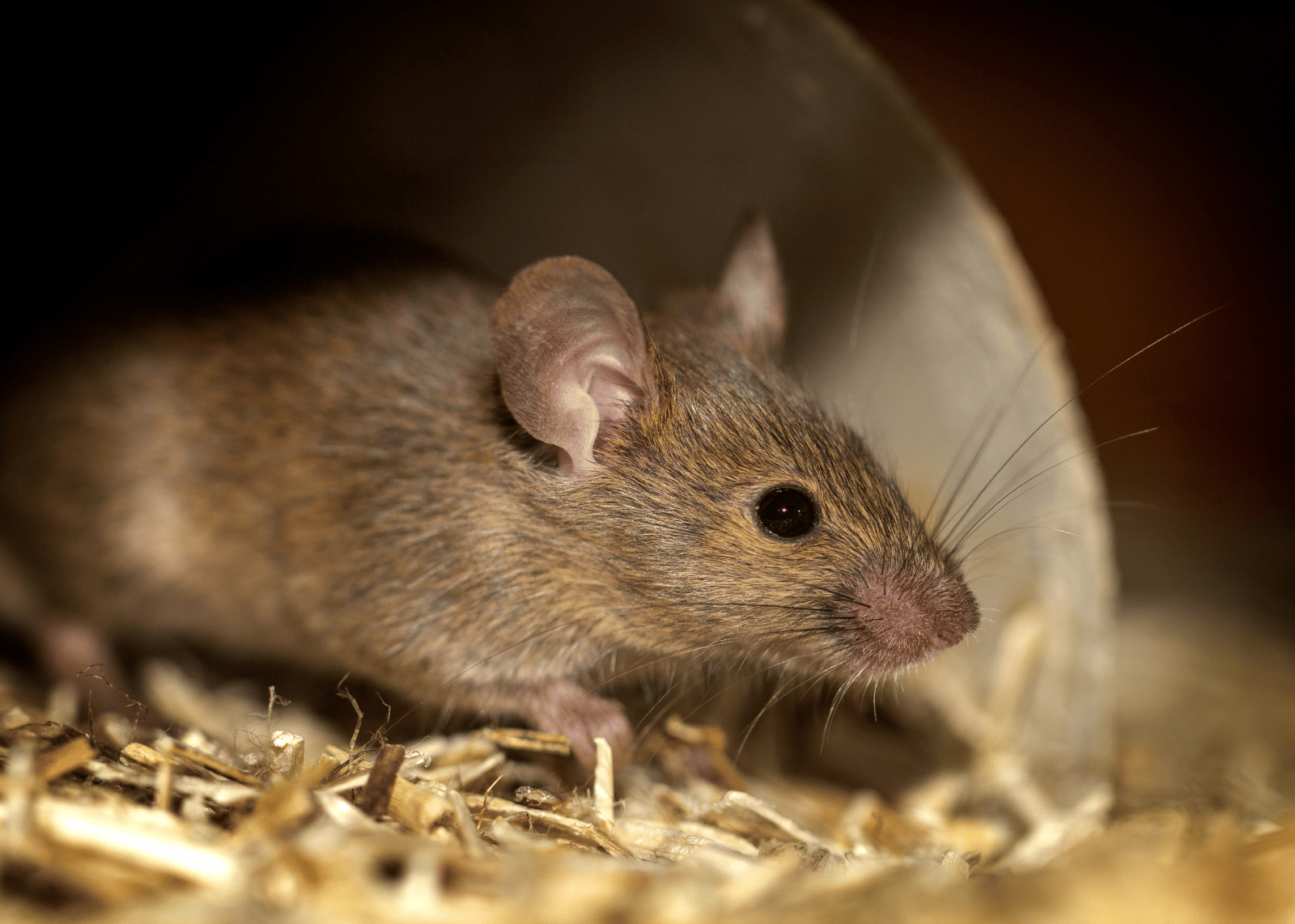 Keeping Your Garden Rat-Free