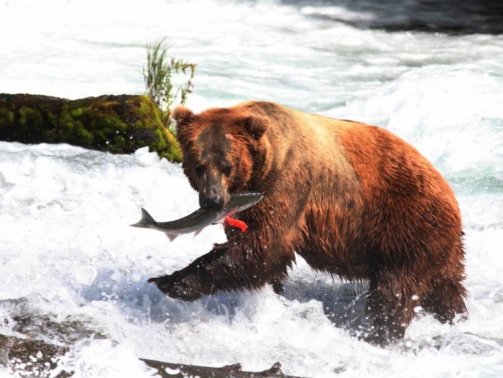 Unearthing the Past: The Oldest Saber-Toothed Predator